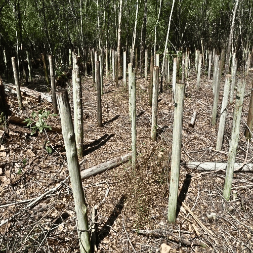 Distressed Wood Poles
